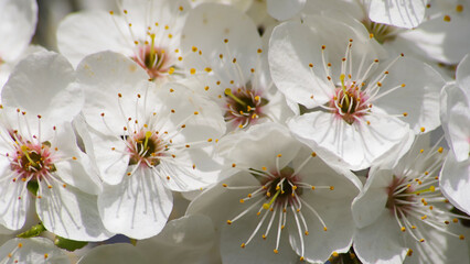 Białe kwiaty na drzewach wiosną, tło natutalne. - obrazy, fototapety, plakaty