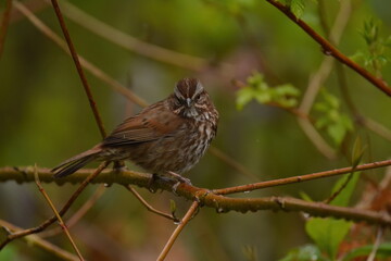 Song Sparrow on a branch