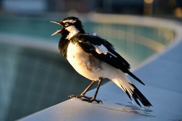 Magpie lark squawking on a railing in the dew