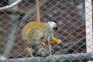 White-spotted tamarin (Saimiri boliviensis) in captivity. Brazilian tamarin from the rainforest...