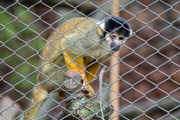 White-spotted tamarin (Saimiri boliviensis) in captivity. Brazilian tamarin from the rainforest...