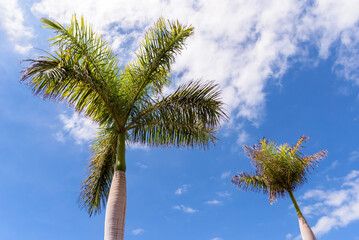 Palm trees against the blue sky