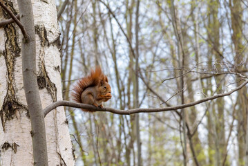 Red squirrel on a tree branch