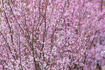 Cherry blossom flower in spring. Horizontal saakura theme poster, greeting cards, headers, website and app