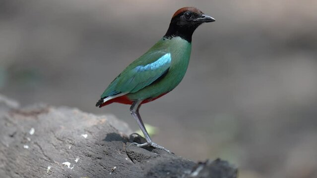 Hooded pitta standing on rock 