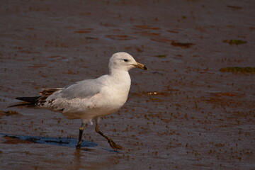 Seagull on a muddy beach