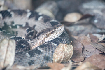 Jararaca Snake (Bothrops Jararaca) on the ground. Poisonous Brazilian snake. Caiçara snake, urutu snake