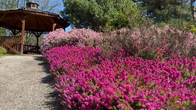 Pink Spring Heather in full bloom 