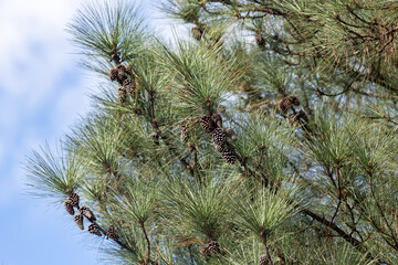Typical pine tree with many pine cones used in Christmas decoration