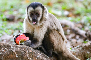 Obraz premium Capuchin monkey (sapajus), typical Brazilian monkey.