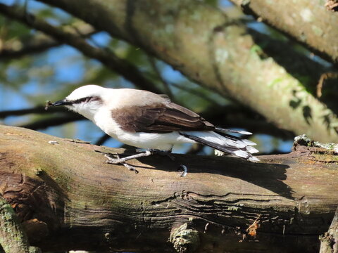 Lavadeira-mascarada comendo inseto. Masked Water-Tyrant (Fluvicola nengeta)