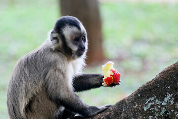 Capuchin monkey (sapajus), typical Brazilian monkey.