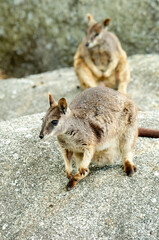 Rock Wallaby,  a small macropod native to Australia.  Queensland.  Close-up