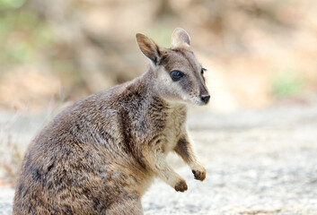 Rock Wallaby,  a small macropod native to Australia.  Queensland.  Close-up Portrait.