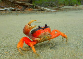 Costa Rica Sea life
