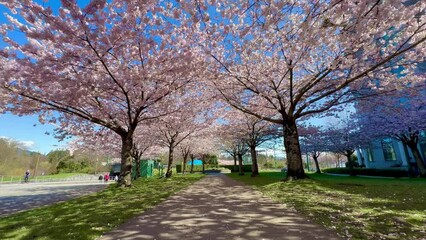 Spring Cherry Blossoms in full bloom at Stanley park walkway