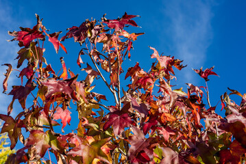 Canopy branches of a Liquidambar styraciflua tree with blue sky as background
