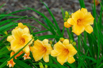 Yellow Daylilies Growing In The Garden In Summer