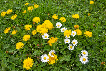 Spring flowers at South Park in city of Sofia, Bulgaria