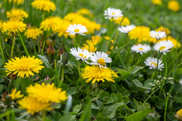 Spring flowers at South Park in city of Sofia, Bulgaria