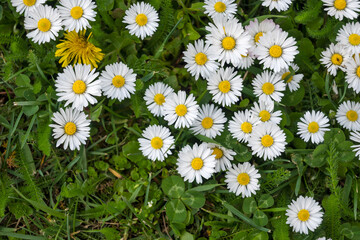 Fototapeta premium Spring flowers at South Park in city of Sofia, Bulgaria