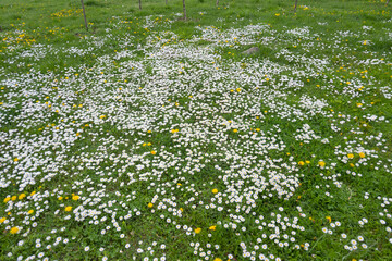 Spring flowers at South Park in city of Sofia, Bulgaria