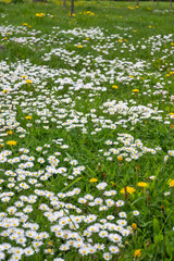 Spring flowers at South Park in city of Sofia, Bulgaria
