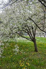 Fototapeta premium Spring flowers at South Park in city of Sofia, Bulgaria