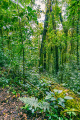 Fototapeta premium View of Cloud Forest, Sky Adventures Monteverde Park, Monteverde, Costa Rica