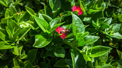 Planta Rocío, una especie de Mesembryanthemun