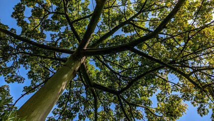 Árbol Ceiba, una especie de los Palos Borracho