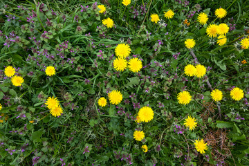 Spring flowers at South Park in city of Sofia, Bulgaria