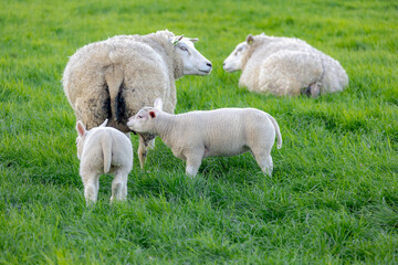 Obraz premium Selective focus of mother sheep and newborn baby nibbling fresh grass on the green meadow in spring, Young lamb standing in the field, Open farm with dairy cattle in countryside farm, Netherlands.