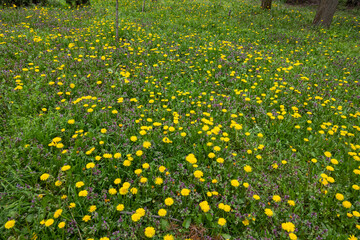Spring flowers at South Park in city of Sofia, Bulgaria