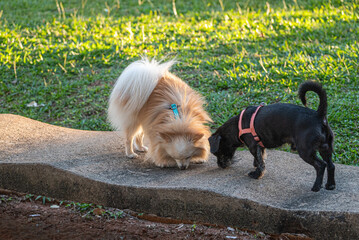 German Spitz dog playing in a city square with his brother who is aa mongrel dog at golden hour