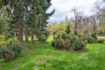 Spring flowers at South Park in city of Sofia, Bulgaria