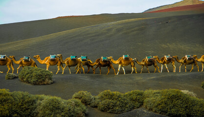 caravan of camels of packs with riders and a driver goes on a desert in the afternoon in good sunny...