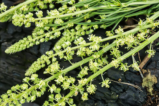 Reseda luteola, dyer's rocket, dyer's weed, weld, woold, yellow weed