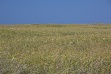 Tall grass on a hill side on a sand dune at the ocean, Washington coast. 