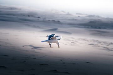 A beautiful seagull on the beach