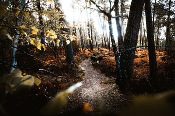 Obraz premium A beautiful autumn sunset in forest