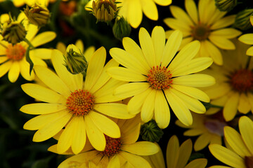 Yellow Dimorphotheca