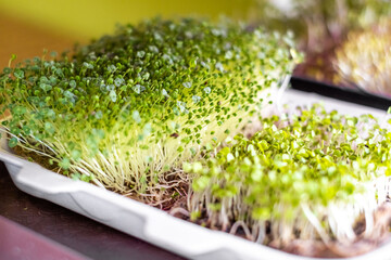 Growing micro greens standing on window sill, healthy nutrition concept, organic food