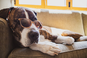 German brown white boxer dog in stylish sunglasses is lying on sofa at home. Canine domestic animal relaxing indoors. Cute clever professor doggy in sunny summer day. Summertime vacations trip fun joy - obrazy, fototapety, plakaty