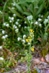 fiddleneck 
