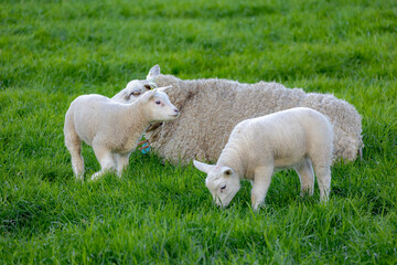 Obraz premium Selective focus of mother sheep and newborn baby nibbling fresh grass on the green meadow in spring, Young lamb standing in the field, Open farm with dairy cattle in countryside farm, Netherlands.