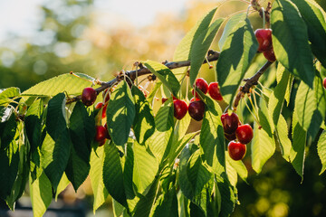 Red and sweet cherries on a branch just before harvest in early summer