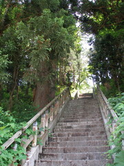 Obraz premium 木々に囲まれた階段