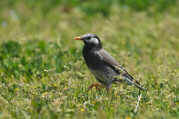 starling in a forest