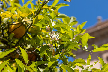 Group of fresh orange oranges with green leaves and white flores is on the tree in the garden